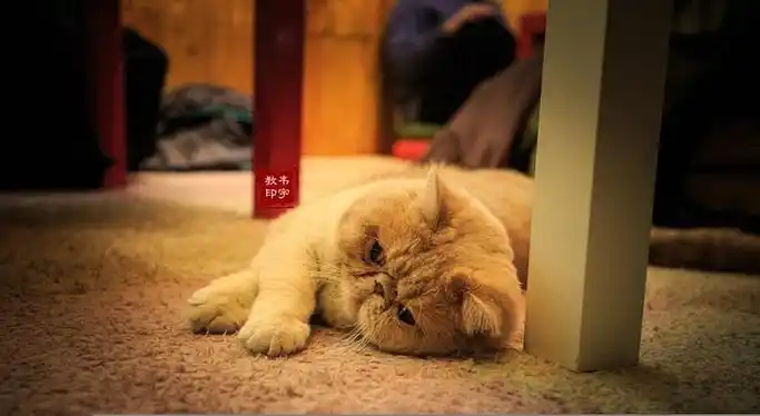 里边的猫都不怕生,有时爬到餐桌上,安静的发呆;来自于网络_猫小院猫