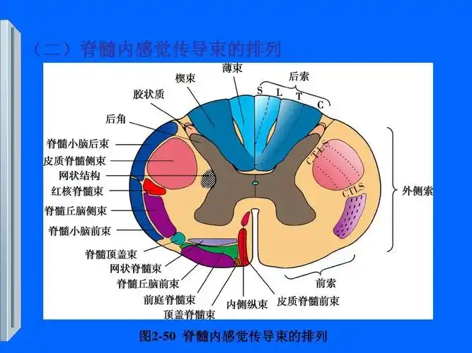 感觉传导通路ppt