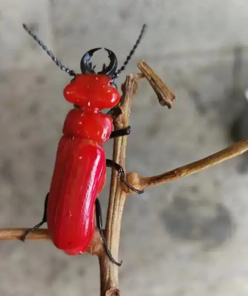 云南男子遇罕见爬行昆虫 虫身通红鲜亮如穿红装_手机搜狐网