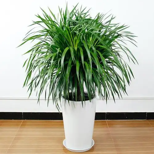 龙铁树龙铁树图片