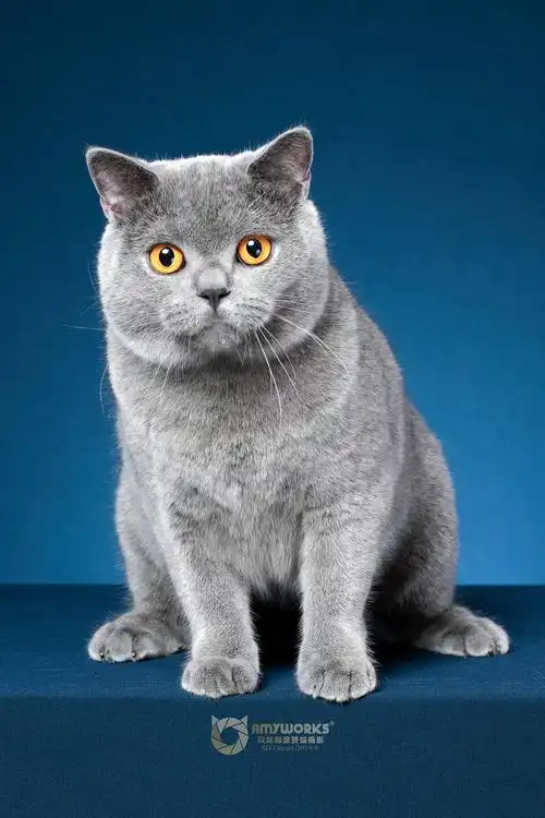 英国短毛猫
