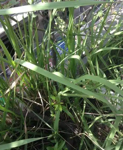 农村,随处可见这样的野草,它的名字叫毛针草,有的地方叫黄菅根,茅刺草