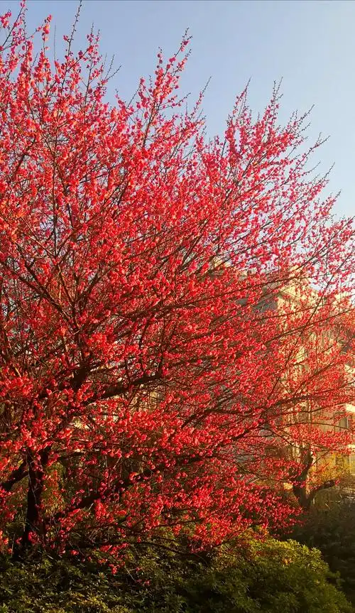 天地肃清 红梅怒放