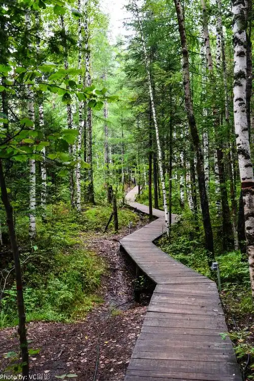 原始森林---长白山