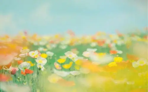 小清新花卉图片高清电脑壁纸