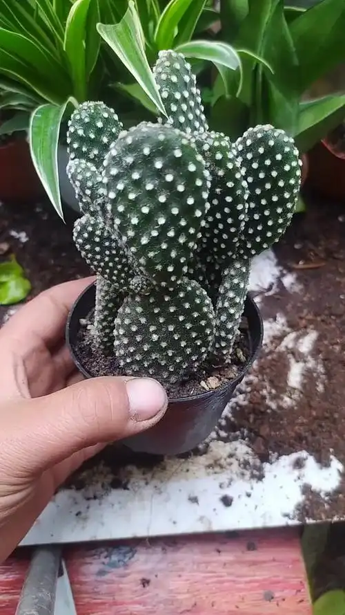 #分享养花经验#白毛掌的繁殖方式-度小视