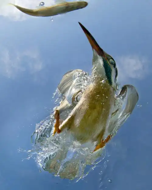 神兵天降——翠鸟入水捕食—瞬间.
