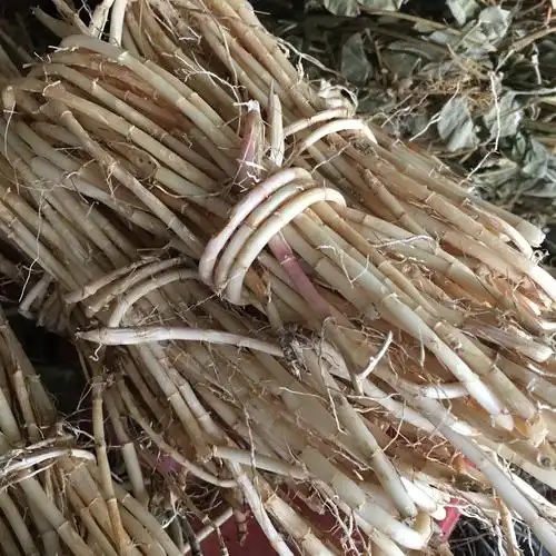 白茅根煮水的健康价值