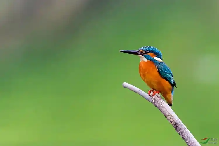 目视前方(普通翠鸟)