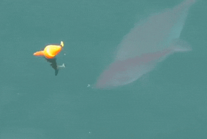 水里这浮漂太亮眼 那大条的鱼儿争着要"上钩"?