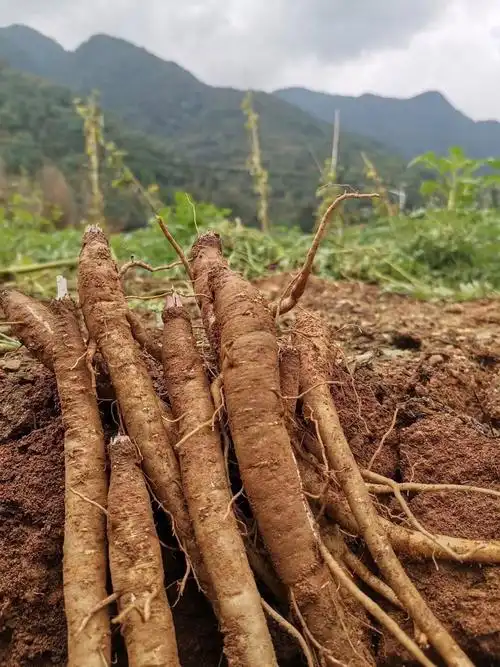 有仁堂大凉山甜当归整根农家现挖新鲜蔬菜粉糯土当归煲汤炖汤5斤新鲜
