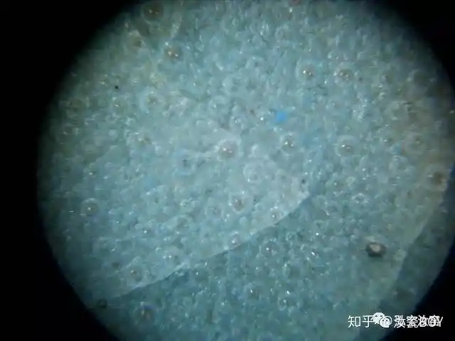 汝瓷之聚沫攒珠与沧海浮珠您确定不了解一下