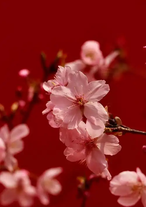 春日唯美樱花风光意境