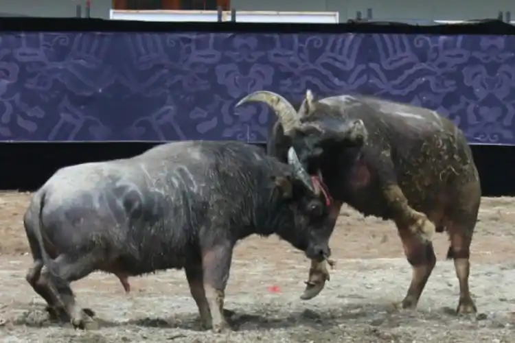 贵州凯里斗牛两头牛为了争夺20万大奖双方也是拼尽了全力