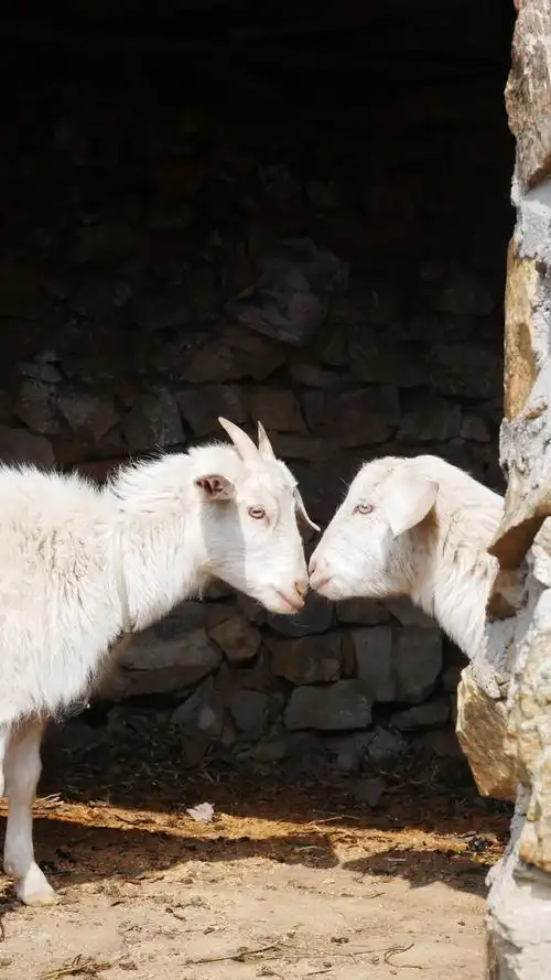 两只小羊在阳光下互动