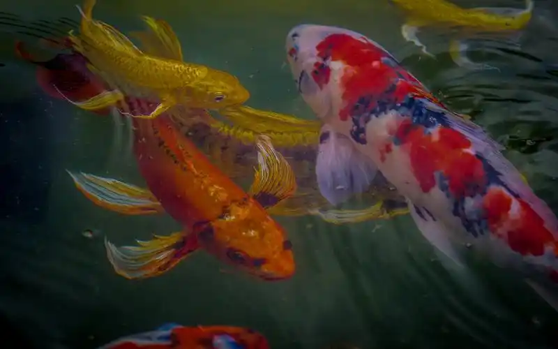 壁纸 锦鲤,鱼,颜色,水 2560x1600 hd 高清壁纸, 图片, 照片