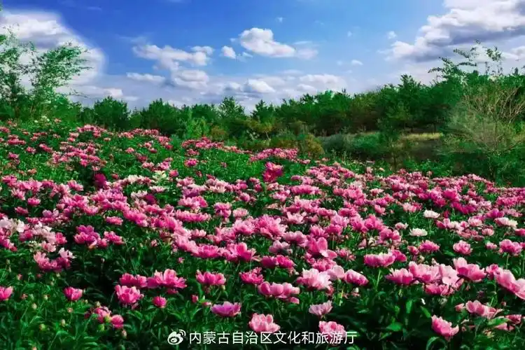 和林格尔千亩芍药花即将怒放!