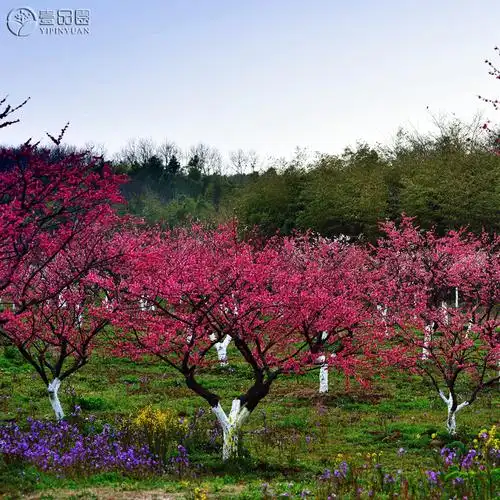 红梅树梅花树苗庭院院地室外耐冻耐寒花卉苗木观叶