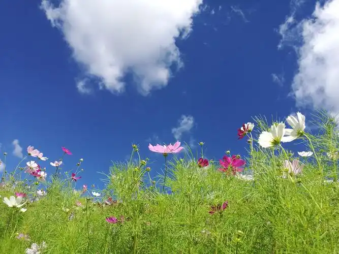 蓝天白云格桑花