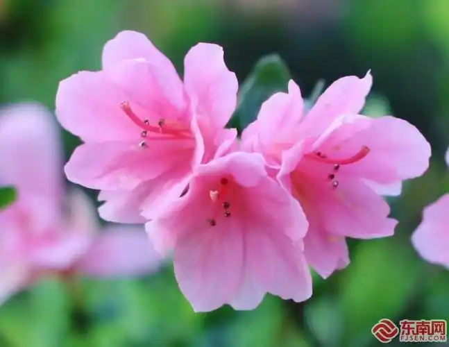 春三月,赴一场"杜鹃"盛宴! -视觉福州 - 东南网