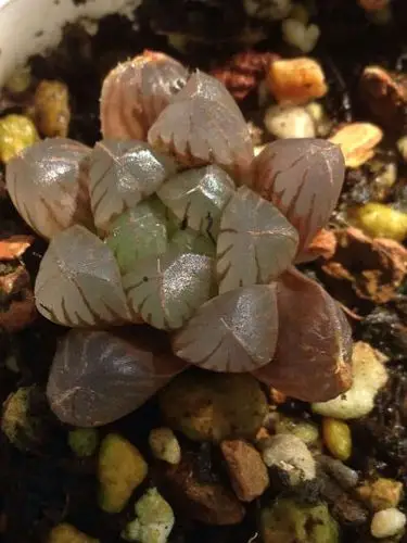 小小小小紫姬玉露owo,不过经常晒也会变绿