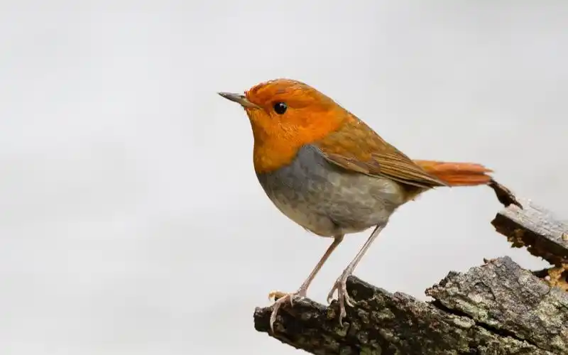野生动物,animals,birds,wildlife,nature,壁纸,高清壁纸自然,动物