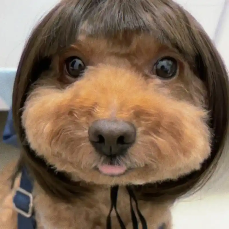 最可爱的狗狗头像诞生了!