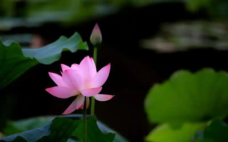荷花,莲花,鲜花,植物花卉粉嫩荷花图片 荷花,莲花,鲜花