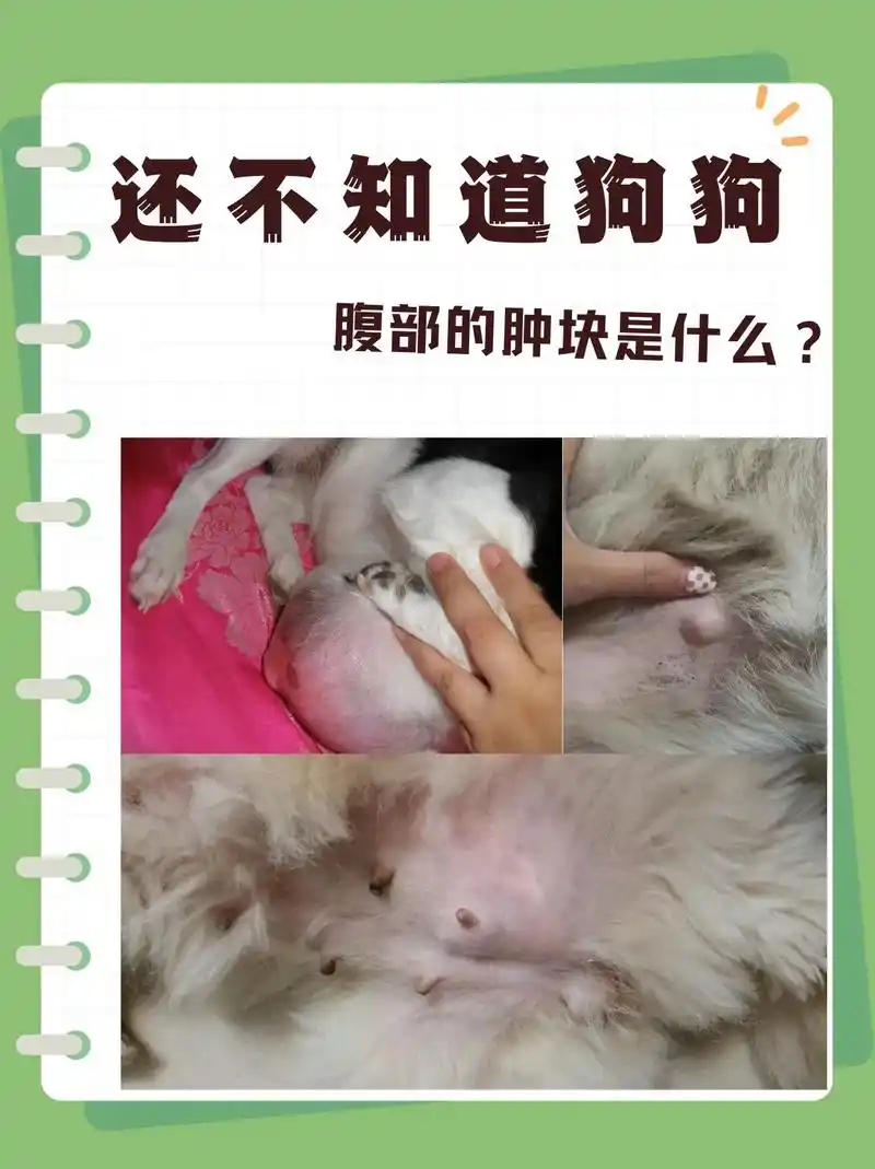 狗狗腹部长的肿块是肿瘤吗?狗狗腹部 长肿块了,好多人不知道是 - 抖音