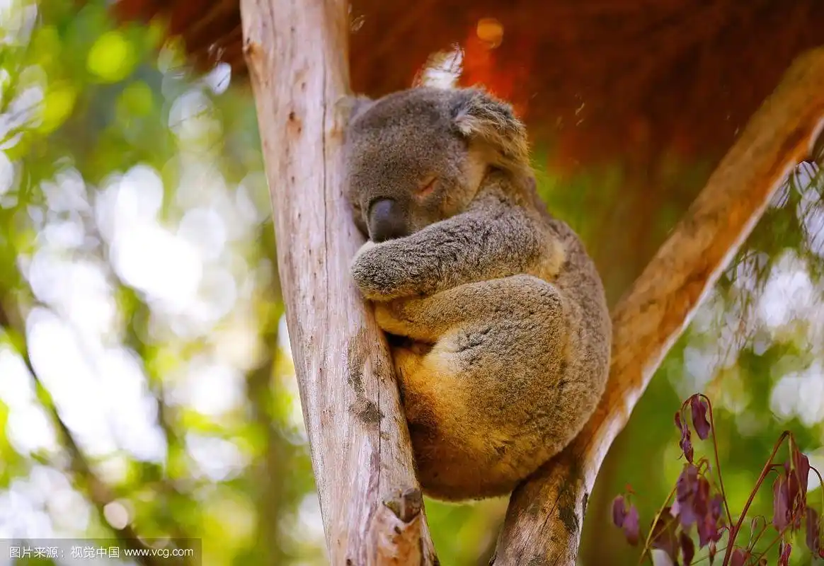 树袋熊宝宝睡觉