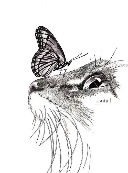 【黑白动物绘】一只猫