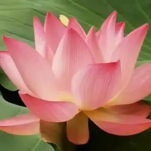 淡雅的灿若莲花头像