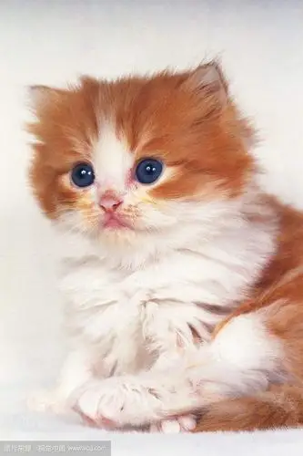 波斯猫的生活习性与可爱的图片分享