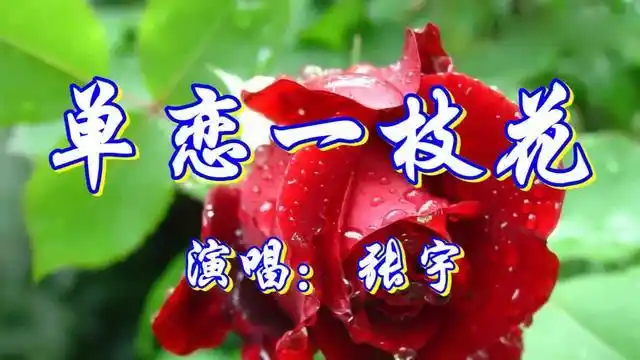 张宇《单恋一枝花》