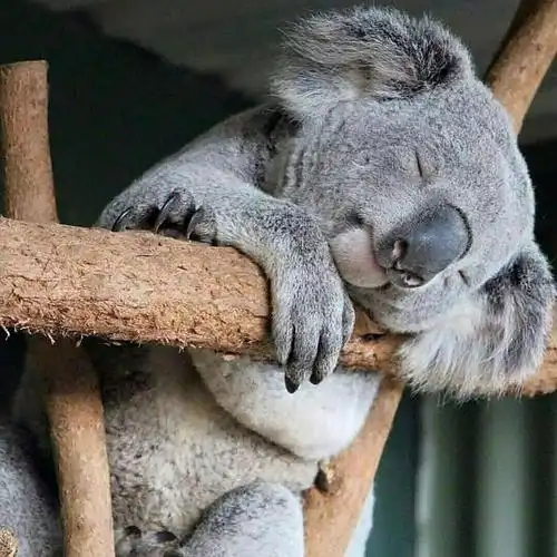 据说考拉一天有20个小时在睡觉,2个小时吃东西,2个小时在发呆