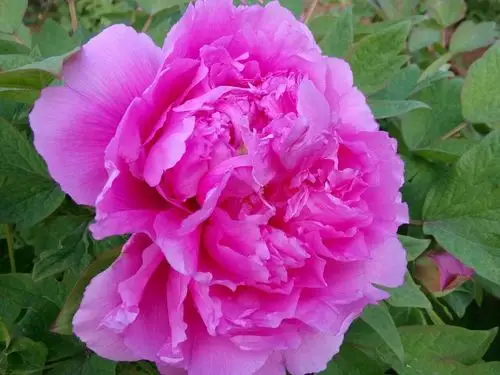 国色天香洛阳牡丹