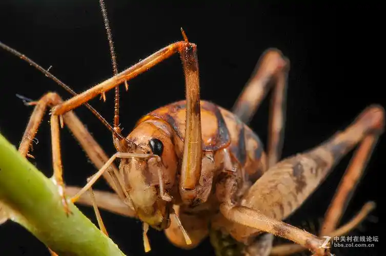 灶马蟋蟀-中关村在线摄影论坛