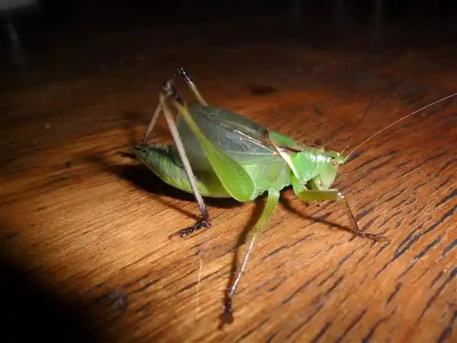 p>鼓翅鸣螽是螽斯科的一类动物.俗称姐儿,吉儿,扎儿.