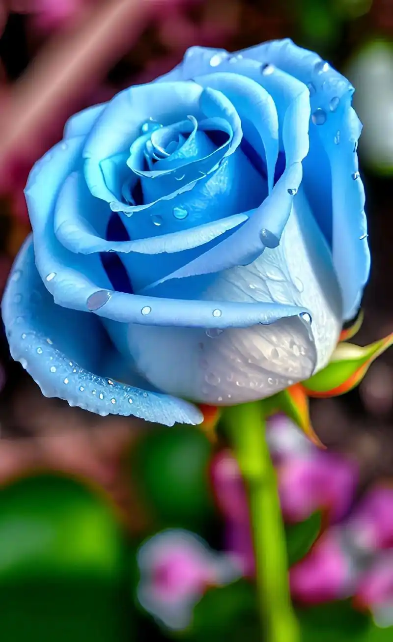 颜色较浅的蓝色玫瑰花语是:敏感的爱,它们并不代表浪漫的感情. - 抖音