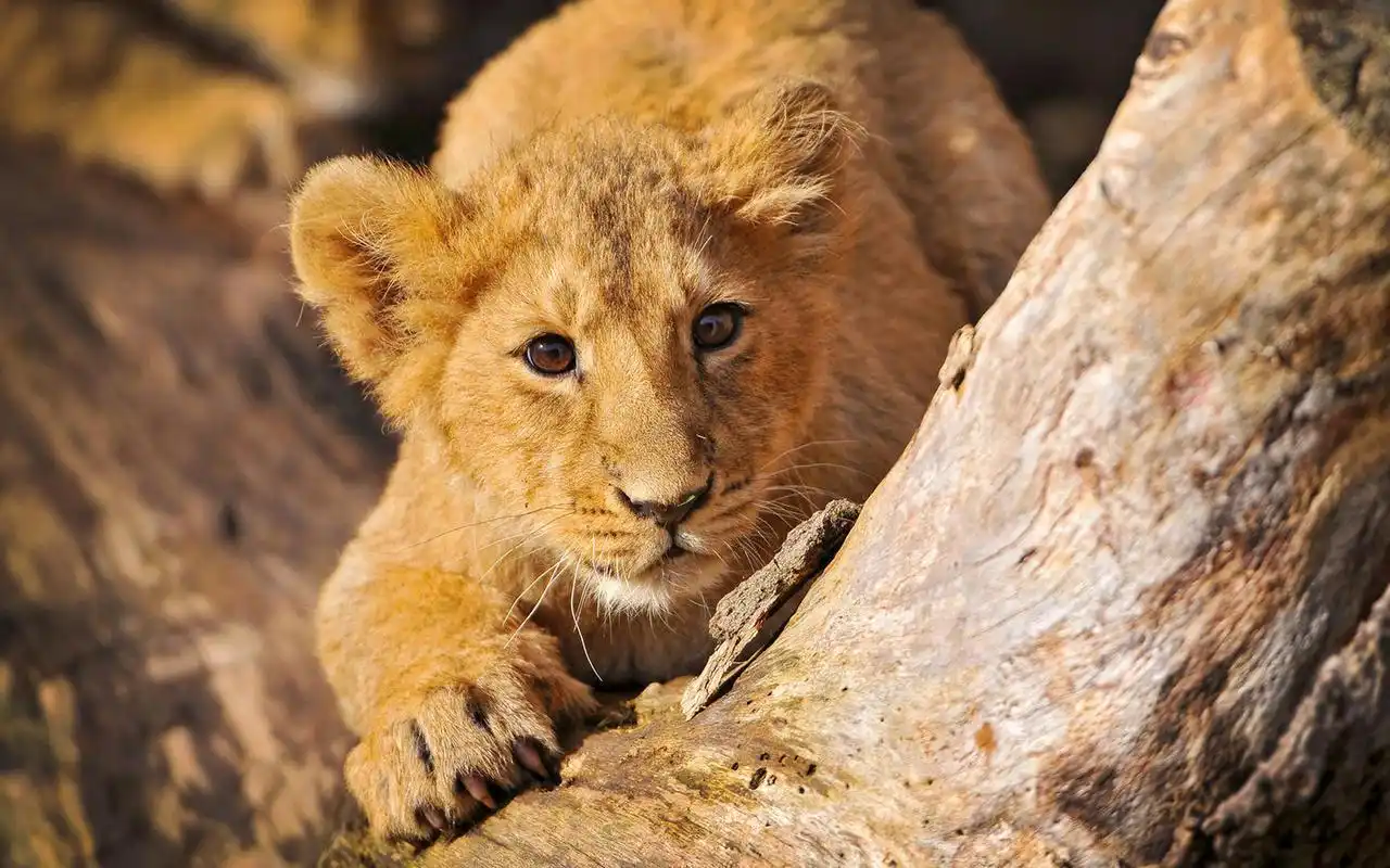 懵懂小狮子图片_惹人怜爱的小狮子(2)_动物壁纸_深港精品库