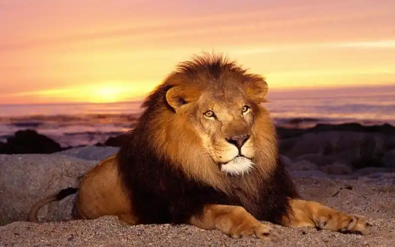 q1:世界上最大的狮子能有多大?它们是什么品种的?