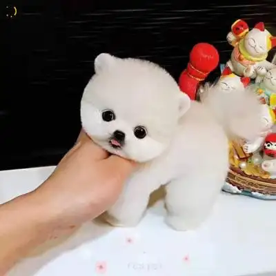 吉娃娃狗玩具排行榜