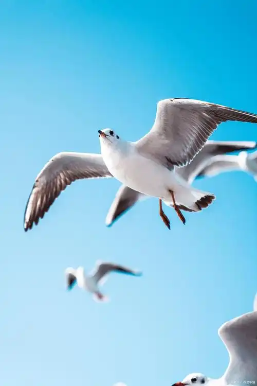 做一个自由翱翔的海鸥