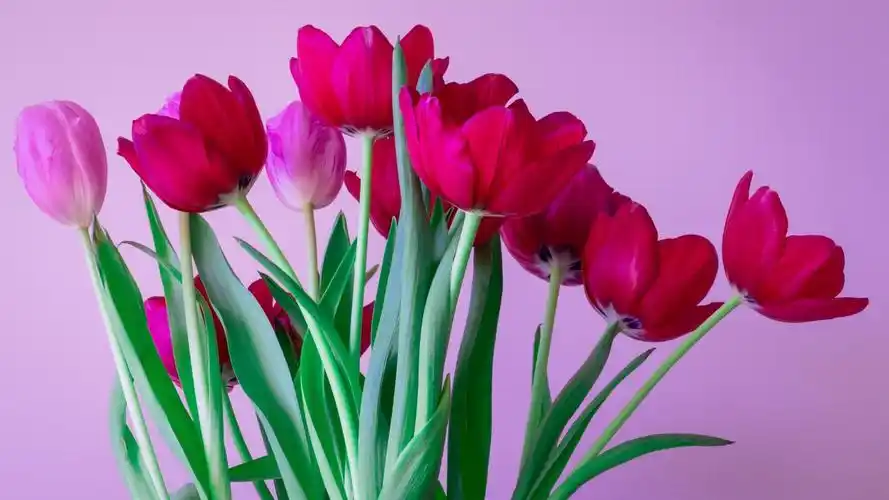 好看的郁金香花束图片-花卉壁纸-高清花卉图片-娟娟壁纸