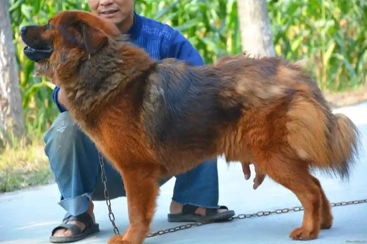 自家养大的混血藏獒转让,价格实惠,机不可失