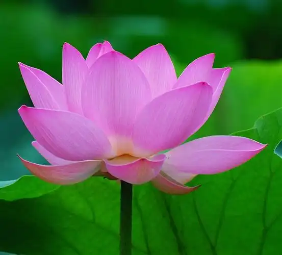 出污泥而不染,濯清涟而不妖----水芙蓉莲花颂【原创】