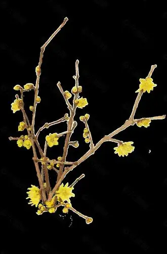 鲜艳迎春花透明装饰素材