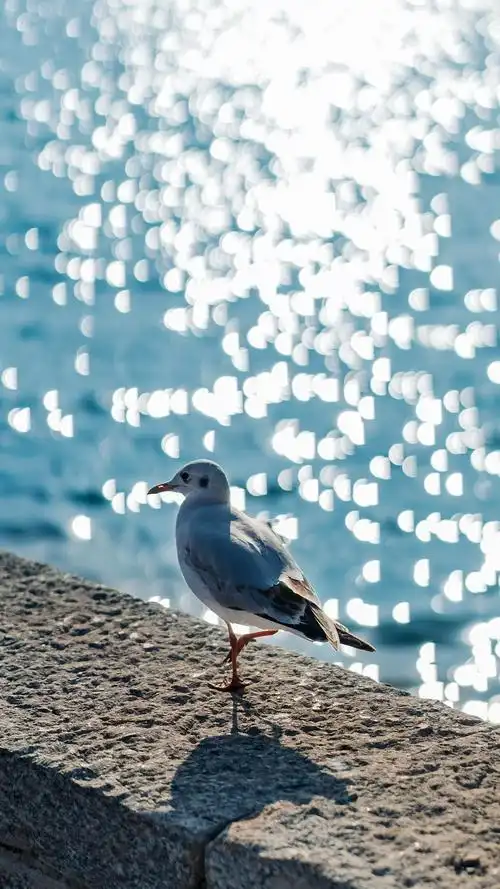 海鸥是大海带来的信物