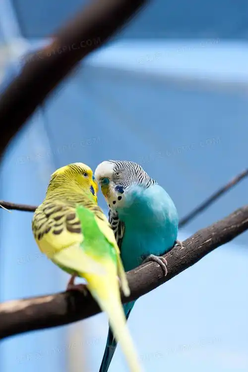 高清,大图,图片,素材,摄影,近景,特写,微距,树枝,小鸟,虎皮鹦鹉,相思