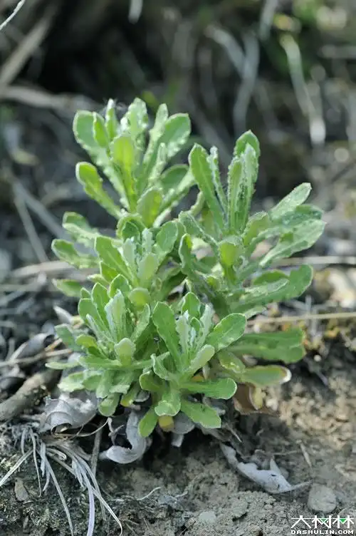将新鲜的鼠曲草洗净,晒去水分,用石臼捣碎,拌入事先磨碎的糯米粉和大
